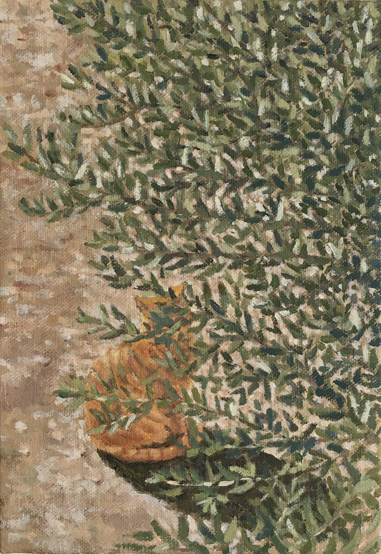 Olive Tree