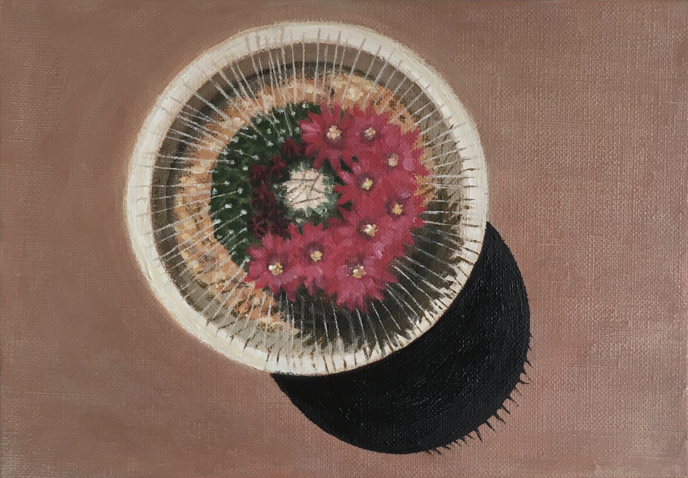 Cactus Flower