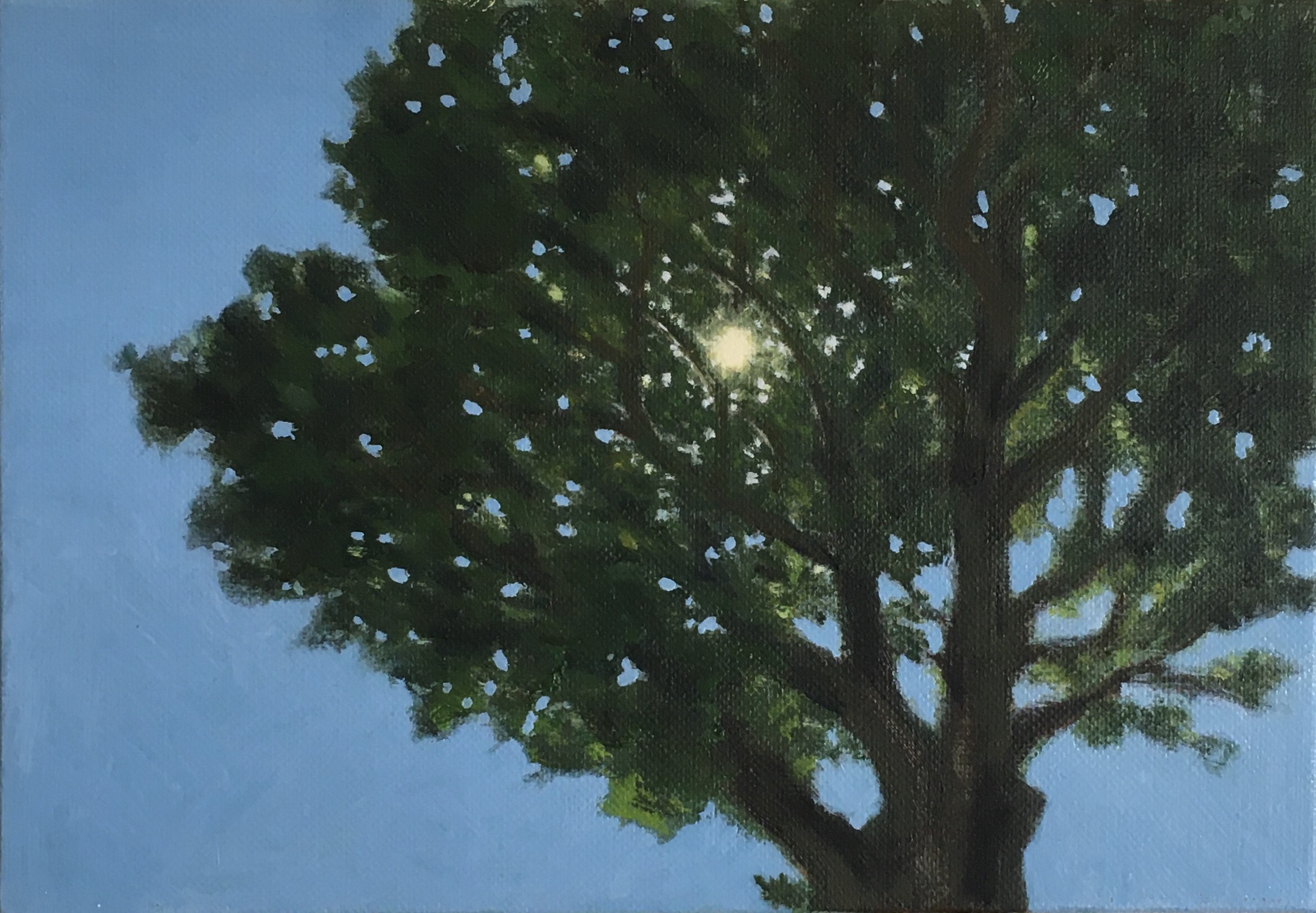 Sunbeams Through Leaves
