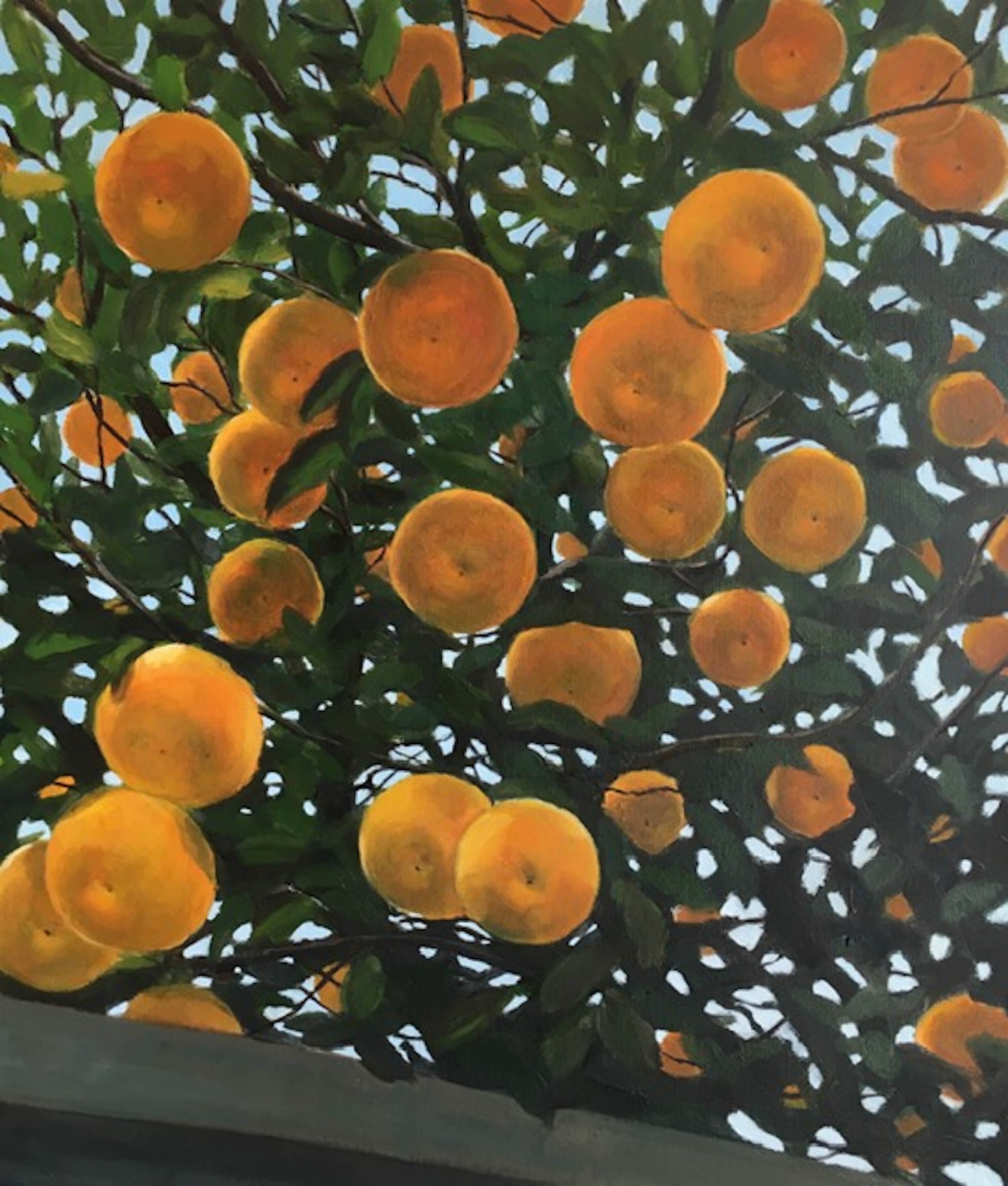 Citrus Tree