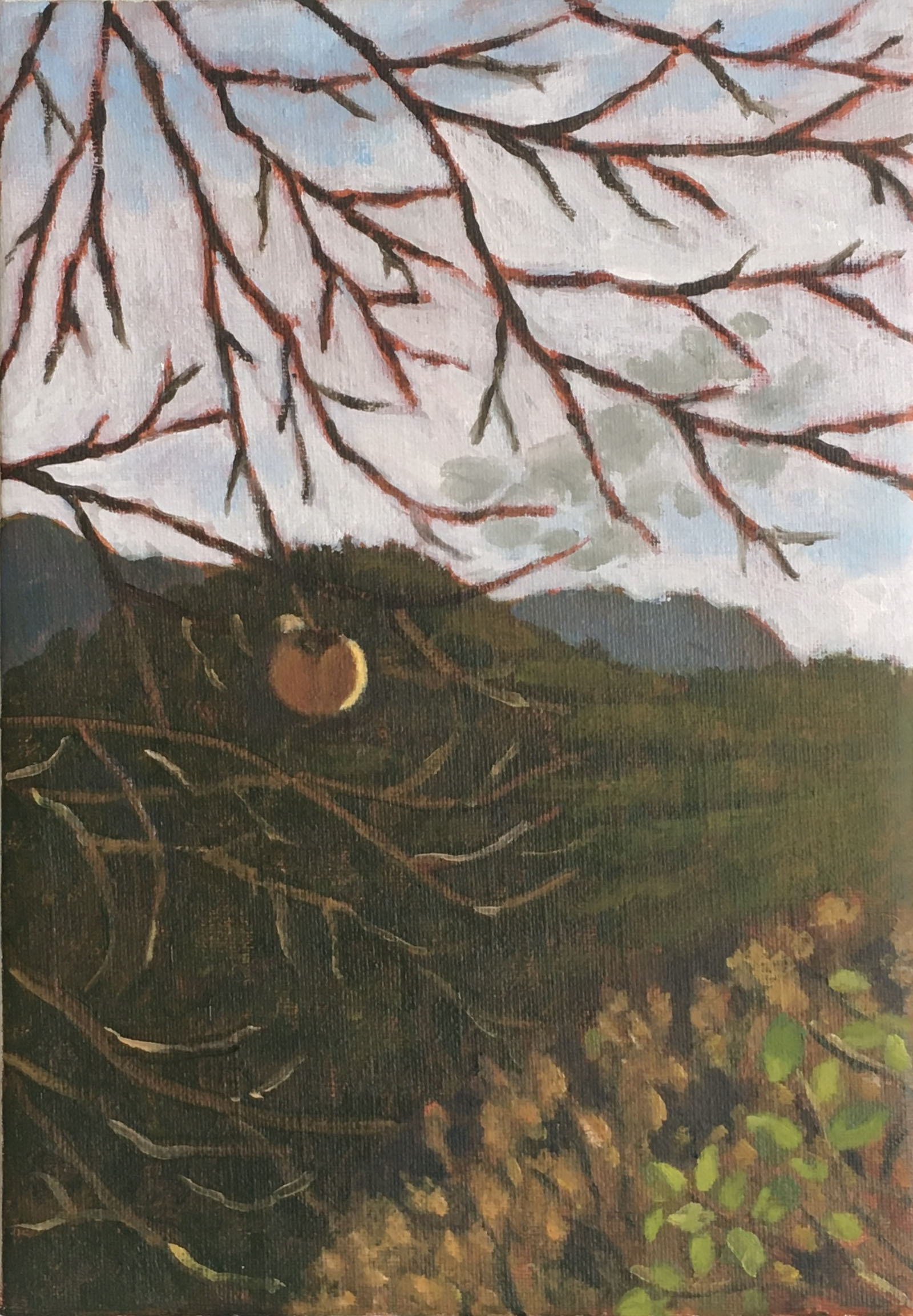 Persimmon