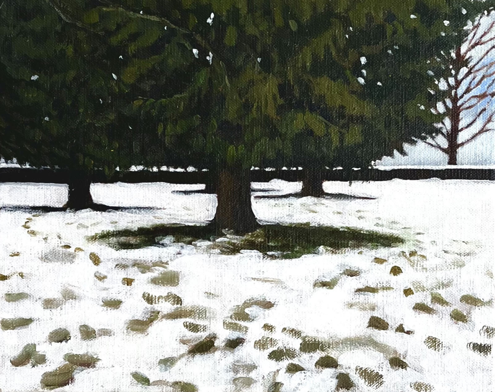 Evergreen in Winter